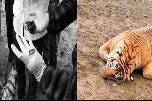 Sambar meal killed tiger in Tamil Nadu?