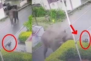 Watch video: Elephant attacks man on Road in Tamil Nadu