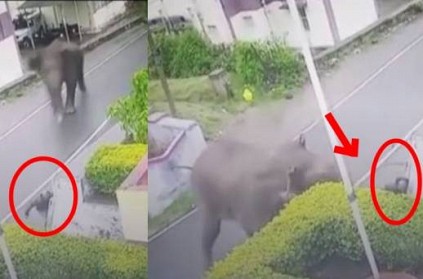 Elephant attacks man on Road in Tamil Nadu CCTV visuals