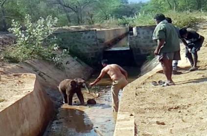 Elephant calf trapped in canal, rescued by officials in Coimbatore