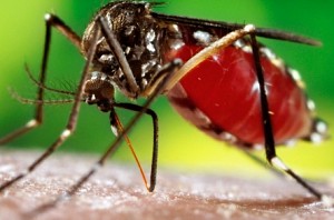 Engineer visits home for Diwali, dies of Dengue