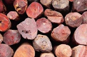 Huge number of red sanders logs seized from poultry farm