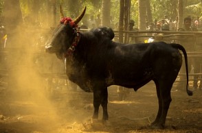 IPL style Jallikattu shifted from ECR