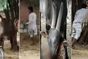 VIDEO: Jalikattu Bull Tortured to Death by Intoxicated Youngster