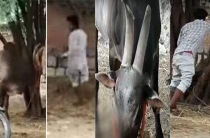 Jalikattu Bull Tortured to Death by Intoxicated Youngster