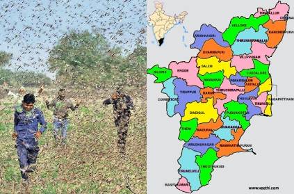 Locust Attack in Tamil Nadu? TN Govt. responds
