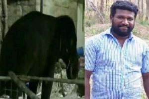 VIDEO: Temple Elephant of Famous Murugan Temple in Tamil Nadu Goes Violent, Kills Mahout!