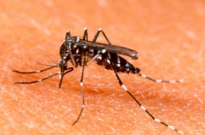 Massive number of dengue cases reported in this district today alone