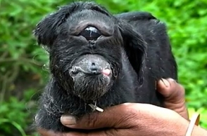 TN: This new born animal has its eye on forehead