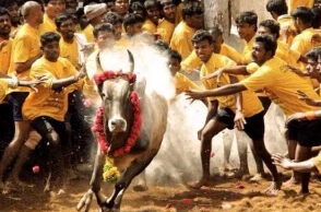 PETA’s plea against Jallikattu: SC issues notice to TN govt