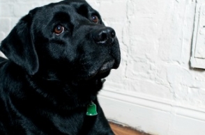 Police dog flown from Andaman to Chennai for treatment