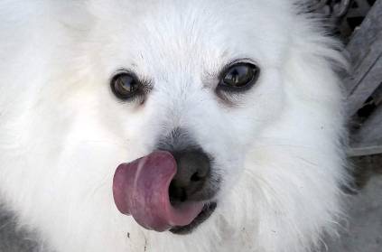 Pomeranian dog abandoned for illicit relationship