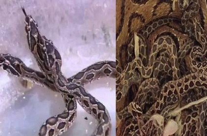 russell\'s viper venomous snake gives birth to 35 snakelets in tn