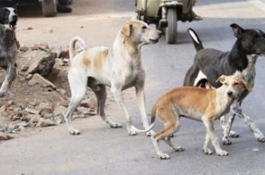 Shocking: Abandoned newborn baby mauled to death by stray dogs in Chennai