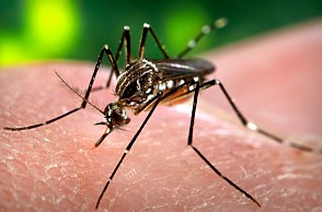 Shocking report on Dengue outbreak in Tamil Nadu