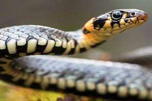 Snake bites cop during IPL match