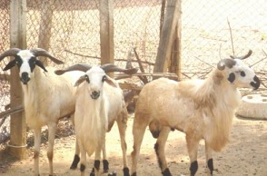 Tamil Nadu: Stray dogs kill 20 sheep