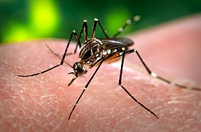 Tamil Nadu tops list of Dengue-affected States