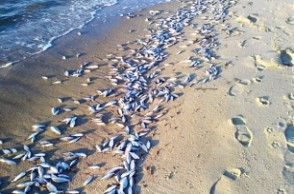 Thousands of dead fishes washed ashore near Adyar
