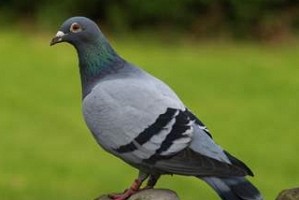 TN bus conductor faces action for not issuing ticket to Pigeon