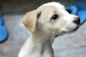 TN College student throws puppy off roof, kills it