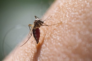 TN: Districts to get IAS officers to bring Dengue under control