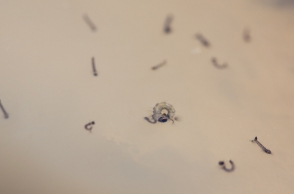 6 months jail for harbouring dengue-creating environment, details here!