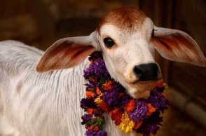 TTV Dhinakaran performs pooja for cow amid IT raids | Tamil Nadu News