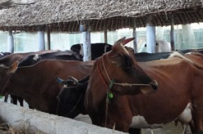 Two cows dead after hit by train near Central