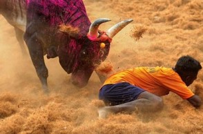 Tamil Nadu: Three killed during 'Jallikattu' and ‘Manju Virattu’ events