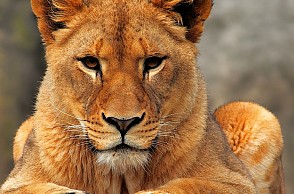 Vandalur Zoo's Lioness Mala dead