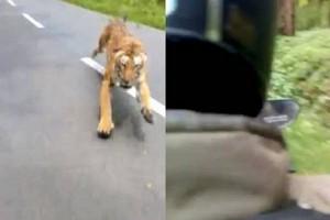 Frightening Video: Tiger chases biker in Kerala| WATCH