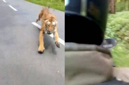 Video of tiger chasing biker goes viral on internet, Watch Here