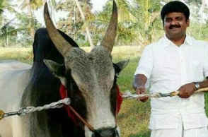 Vijaya Bhaskar’s bull - Komban dies in Jallikattu