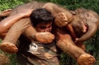 when tamilnadu forestguard carried baby elephant on his shoulders