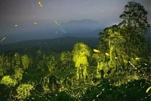 Fireflies light up the Anaimalai Forest - Pic goes viral!