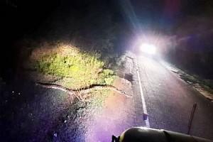 Giant mountain snake crossing the road in Nilgiris shocks residents - Details!