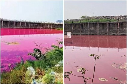 Lake in Perungudi turns bright pink in colour; here\'s why