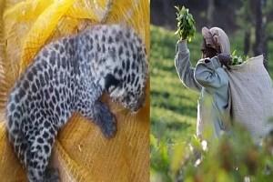 Leopard cub mistaken for a kitten - found at private tea estate in Nilgiris!