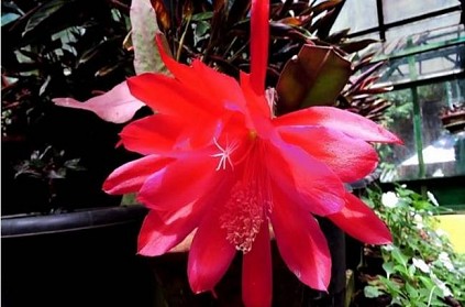 Rare Bramma Kamalam Flower Blooms at Kodaikanal