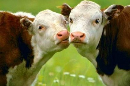 Tudder - Dating app developed for cows to find match