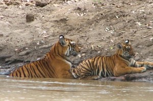 TN forest department to use loudspeakers on drones