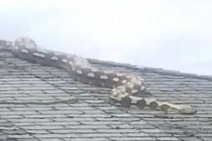 WATCH VIDEO: 18-foot-long massive snake climbs onto a roof, scares neighbours