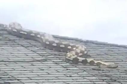 18-foot-long giant snake climbed on a roof top in Detroit, shocks neig