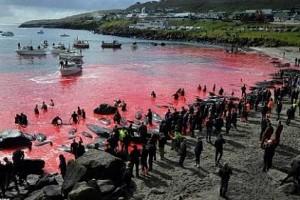 Red Sea: 200 whales and 50 dolphins killed for this reason!