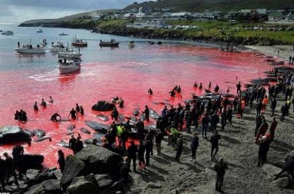 200 whales and 50 dolphins killed for meat