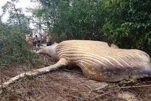 36-foot whale found dead in middle of Amazon Forest