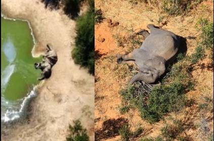 360 Elephants mysteriously DIE in Botswana, South Africa!