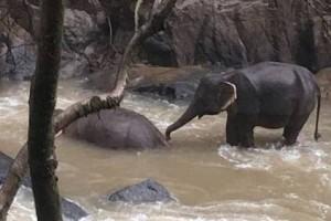 Disturbing Video: 6 Elephants Die Trying To Save Each Other From Waterfall 