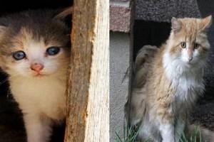 79-year-old old lady is going to jail for feeding stray cats!